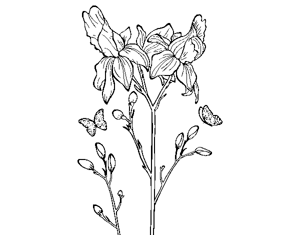 Dibuix de Flor de Iris per Pintar on-line