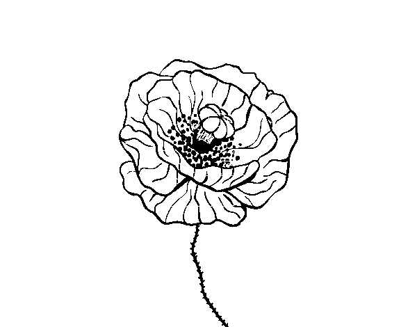 Dibuix de Flor de rosella per Pintar on-line