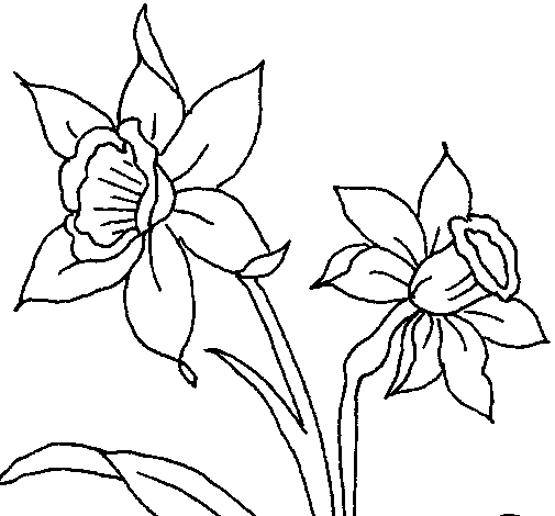 Dibuix de Orquídia per Pintar on-line