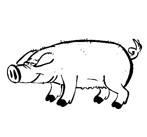 Dibuix de Porc amb peülles negres  per Pintar on-line