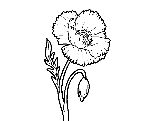 Dibuix de Una flor de rosella per Pintar on-line