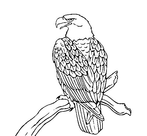 Dibuix de Àguila en una branca  per Pintar on-line
