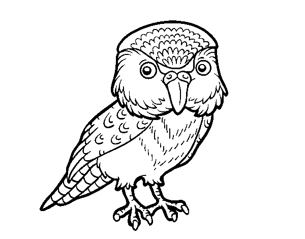 Dibuix de Kakapo per Pintar on-line