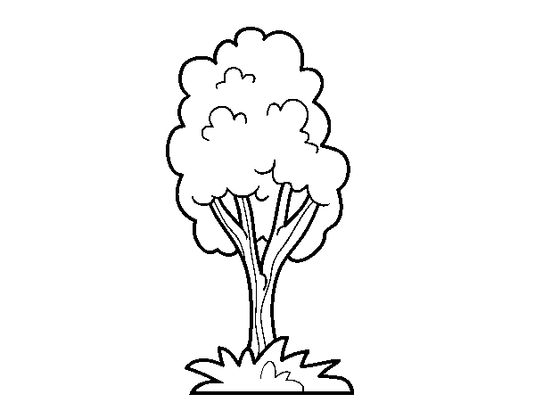 Dibuix de Un arbre de parc per Pintar on-line