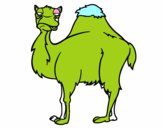 Camell avorrit