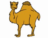 Camell avorrit