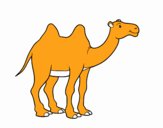 Camell africà
